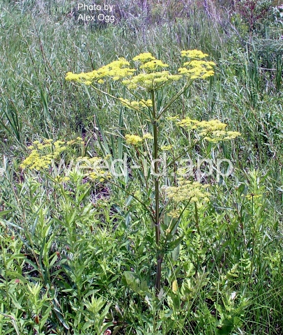 parsnip, wild